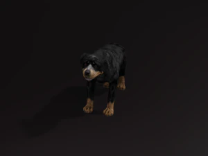 Rottweiler DOG 3D Model