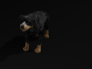 Rottweiler DOG Model 3D