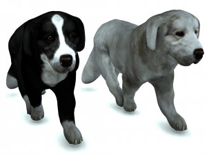 DON Sheepdog DOG CANINE 3D Model