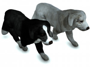 DON Sheepdog DOG CANINE 3D Модель