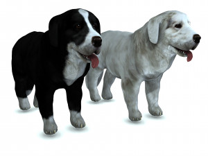 DON Sheepdog DOG CANINE 3D Модель