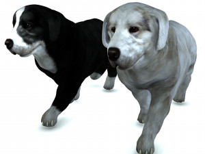 DON Sheepdog DOG CANINE 3D Модель