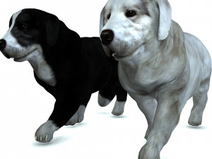 DON Sheepdog DOG CANINE 3D Модель