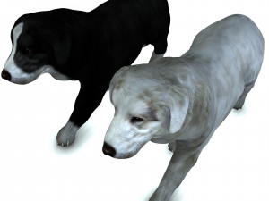 DON Sheepdog DOG CANINE 3D Модель