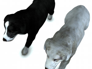 DON Sheepdog DOG CANINE 3D Модель