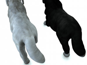 DON Sheepdog DOG CANINE 3D Модель
