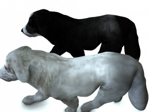DON Sheepdog DOG CANINE 3D Модель