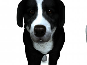 DON Sheepdog DOG CANINE 3D Модель