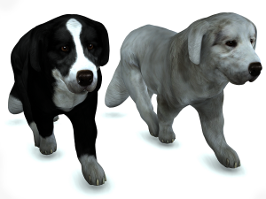 DON Sheepdog DOG CANINE 3D Модель