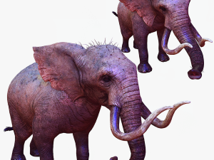 Elephant 3D MODEL Modèle 3D