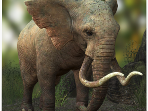Elephant 3D MODEL Modèle 3D