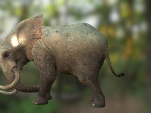 Elephant 3D MODEL 3D Model