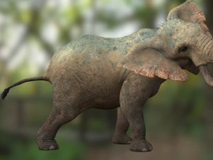 Elephant 3D MODEL 3D Model