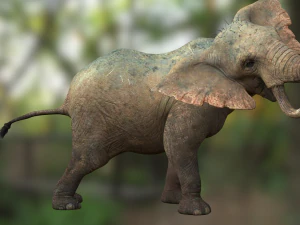 Elephant 3D MODEL 3D Model