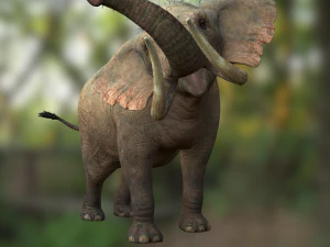 Elephant 3D MODEL 3D Model