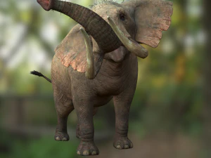 Elephant 3D MODEL 3D Model