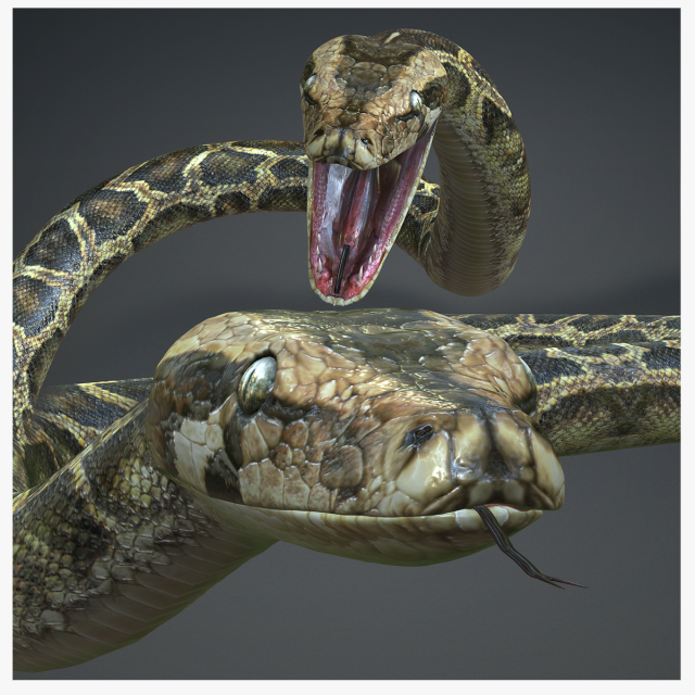 PYTHON SNAKE ANIMATED - SNAKE PYTHON REPTILE 3D Model .c4d .max .obj .3ds .fbx .stl .blend 
