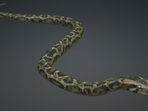 PYTHON SNAKE ANIMATED - SNAKE PYTHON REPTILE 3D Model
