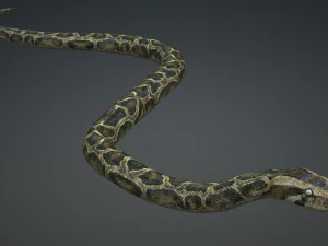 SERPENTE PITONE ANIMATO - RETTILE PITONE SERPENTE Modello 3D