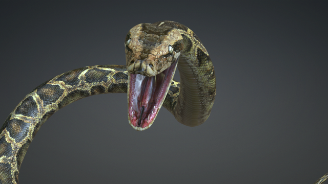 PYTHON SNAKE ANIMATED - SNAKE PYTHON REPTILE 3D Model in Reptile 3DExport