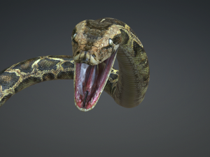 PYTHON SNAKE ANIMATED - SNAKE PYTHON REPTILE 3D Model