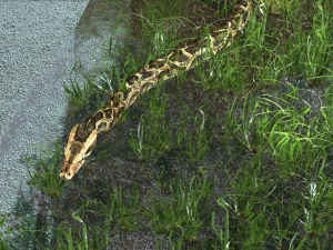 PYTHON SNAKE ANIMATED - SNAKE PYTHON REPTILE 3D Model