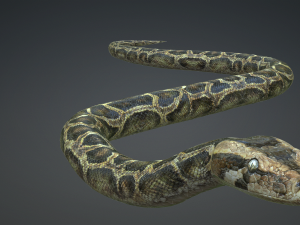 PYTHON SNAKE ANIMATED - SNAKE PYTHON REPTILE 3D Model