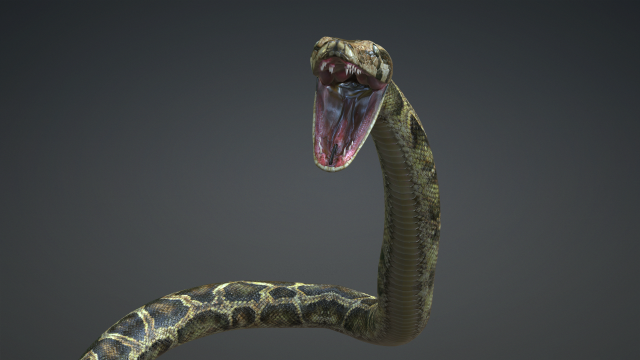 PYTHON SNAKE ANIMATED - SNAKE PYTHON REPTILE 3D Model in Reptile 3DExport