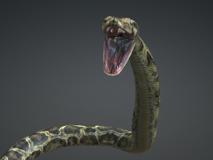 PYTHON SNAKE ANIMATED - SNAKE PYTHON REPTILE 3D Model
