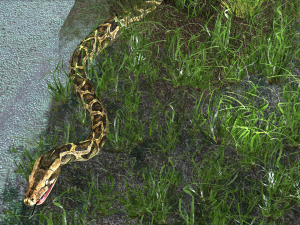 PYTHON SNAKE ANIMATED - SNAKE PYTHON REPTILE 3D Model