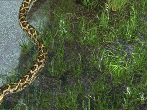PYTHON SNAKE ANIMATED - SNAKE PYTHON REPTILE 3D Model