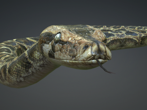 PYTHON SNAKE ANIMATED - SNAKE PYTHON REPTILE 3D Model