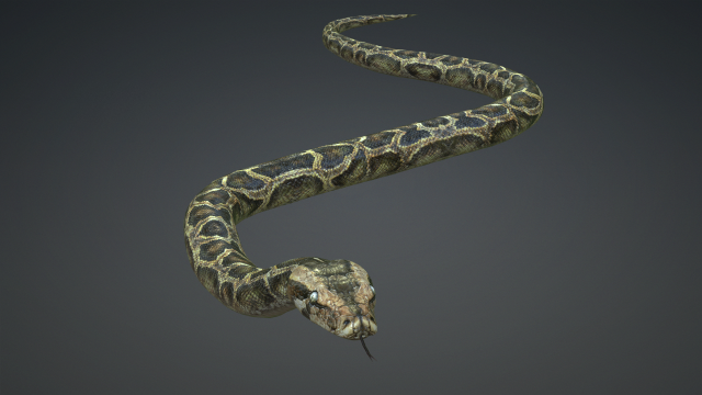 PYTHON SNAKE ANIMATED - SNAKE PYTHON REPTILE 3D Model in Reptile 3DExport