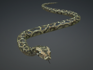 PYTHON SNAKE ANIMATED - SNAKE PYTHON REPTILE 3D Model