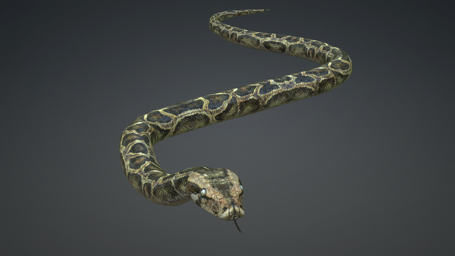 Snake - Classic Python Game template