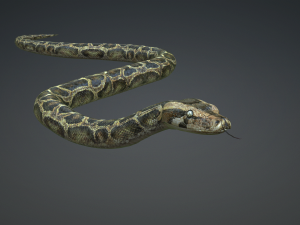 PYTHON SNAKE ANIMATED - SNAKE PYTHON REPTILE 3D Model