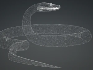 SERPENTE PITONE ANIMATO - RETTILE PITONE SERPENTE Modello 3D