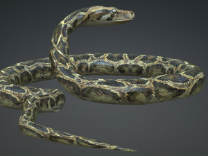 PYTHON SNAKE ANIMATED - SNAKE PYTHON REPTILE 3D Model
