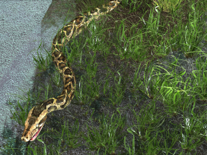 PYTHON SNAKE ANIMATED - SNAKE PYTHON REPTILE 3D Model