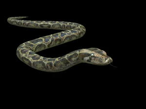 SERPENTE PITONE ANIMATO - RETTILE PITONE SERPENTE Modello 3D