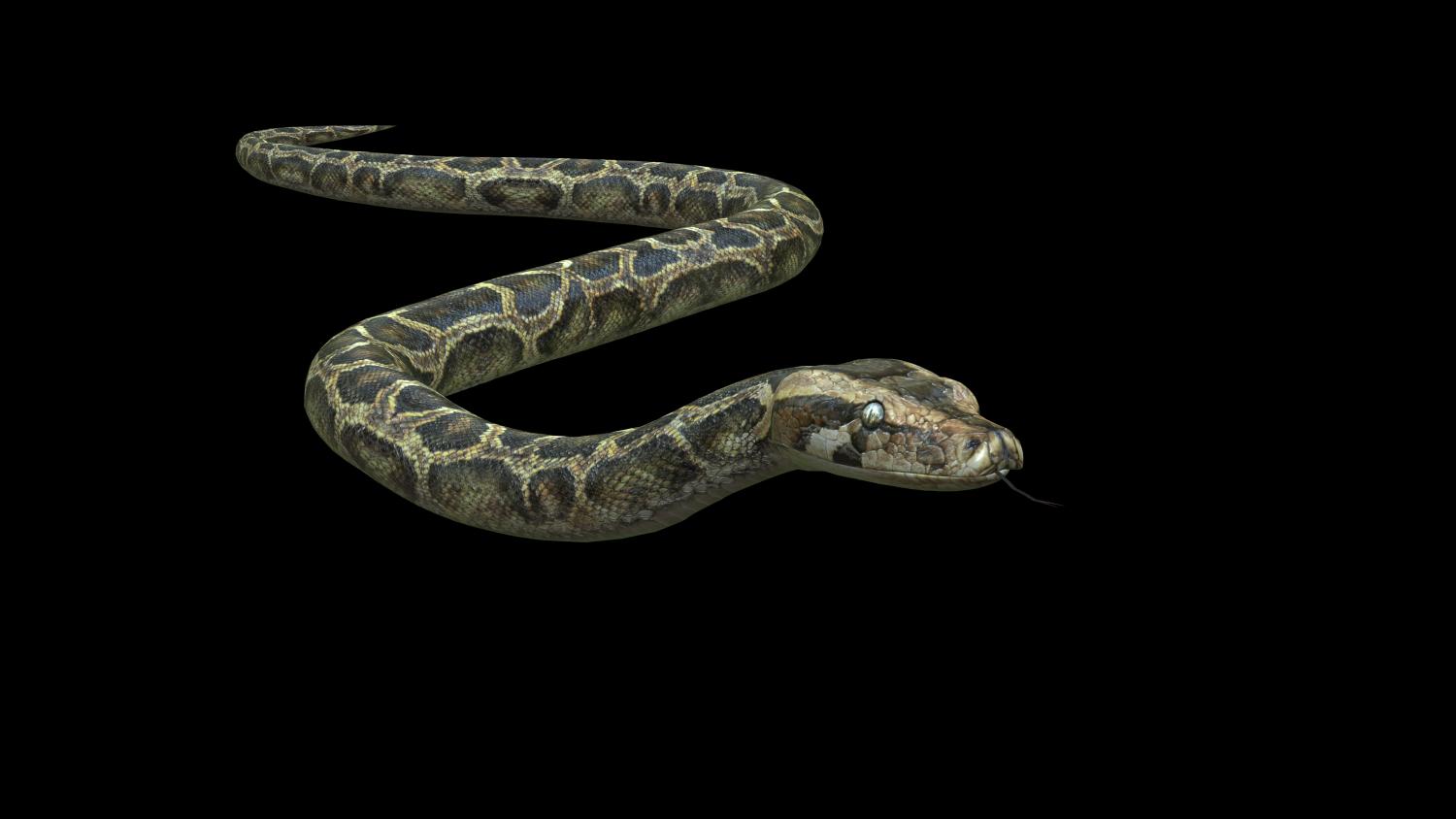 Animals 3D Snake, Characters