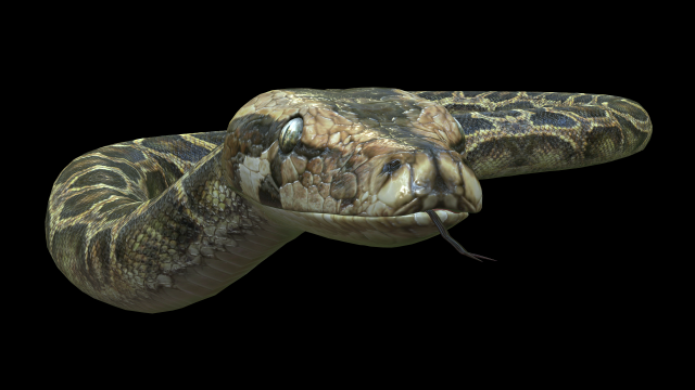 PYTHON SNAKE ANIMATED - SNAKE PYTHON REPTILE 3D Model in Reptile 3DExport