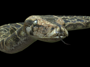 PYTHON SNAKE ANIMATED - SNAKE PYTHON REPTILE 3D Model