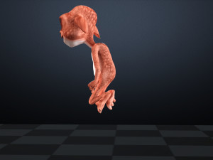 CAT CARTOON KID CHILD CAT 3D 模型