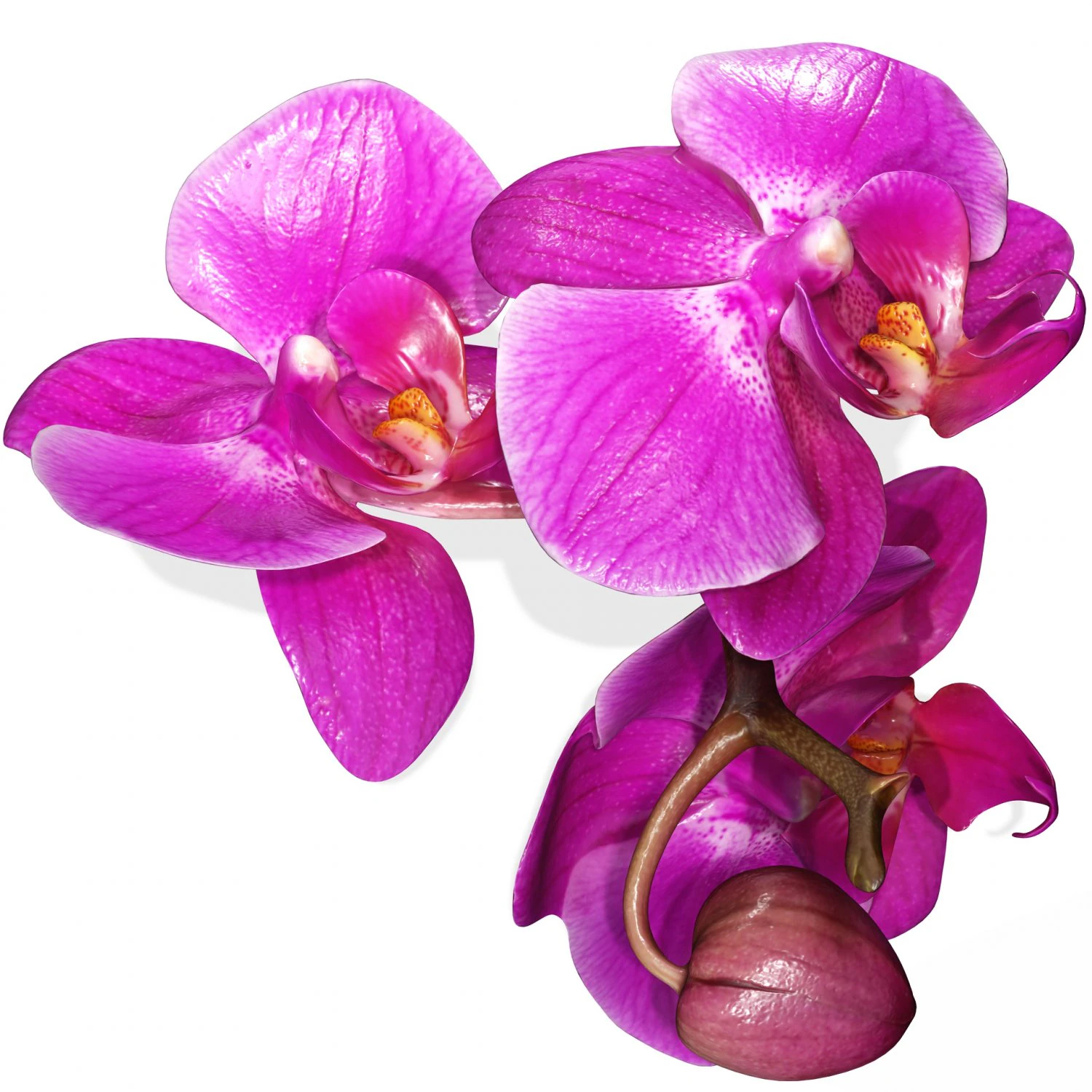 ORQUDEA PINK PHALAENOPSIS ORCHID FLOWER KASITUNY ORCHID 3D MODEL BUTTERFLY ORQUDEA ROSADA ROSE 3D Model .c4d .max .obj .3ds .fbx .stl .blend 