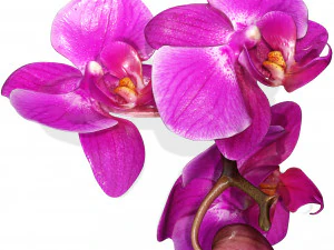 ORQUIDEA ROSA PHALAENOPSIS ORQUÍDEA FLOR KASITUNY ORQUÍDEA MODELO 3D BORBOLETA ORQUIDEA ROSADA ROSA Modelo 3D