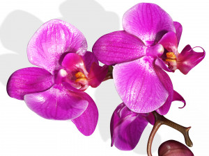 ORQUDEA PINK PHALAENOPSIS ORCHID FLOWER KASITUNY ORCHID 3D MODEL BUTTERFLY ORQUDEA ROSADA ROSE Model 3D