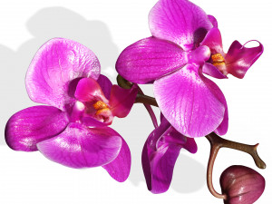 ORQUDEA PINK PHALAENOPSIS ORCHID FLOWER KASITUNY ORCHID 3D MODEL BUTTERFLY ORQUDEA ROSADA ROSE Model 3D