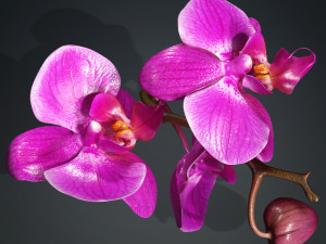 ORQUDEA PINK PHALAENOPSIS ORCHID FLOWER KASITUNY ORCHID 3D MODEL BUTTERFLY ORQUDEA ROSADA ROSE Model 3D