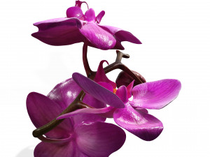 ORQUDEA PINK PHALAENOPSIS ORCHID FLOWER KASITUNY ORCHID 3D MODEL BUTTERFLY ORQUDEA ROSADA ROSE Model 3D
